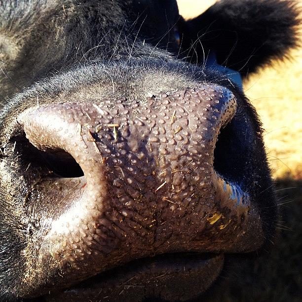 Cow Photograph - #closeup #fluffy #cow #moo #friendly by Jamey Domeier