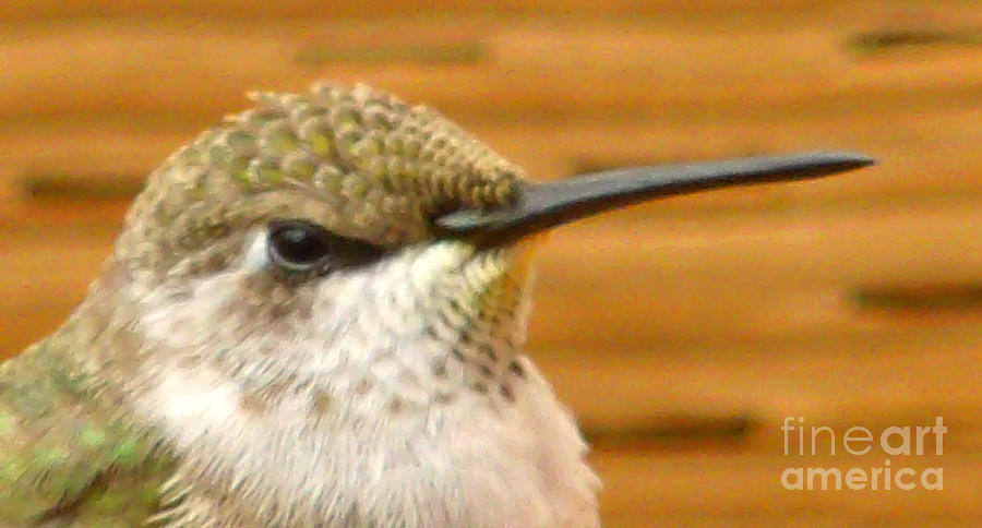 closeup hummingbird I Photograph