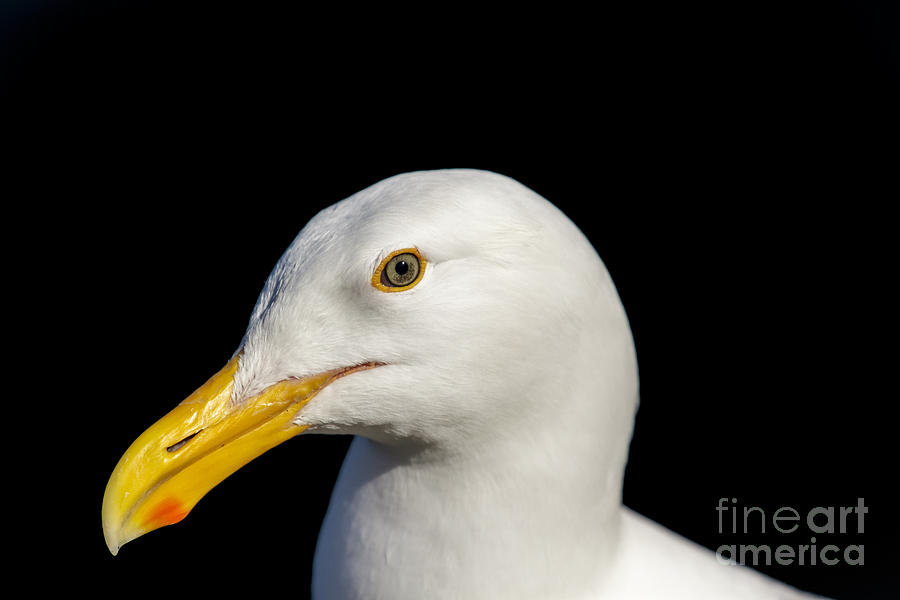 Closeup isolated Seagull head Photograph by Ken Brown