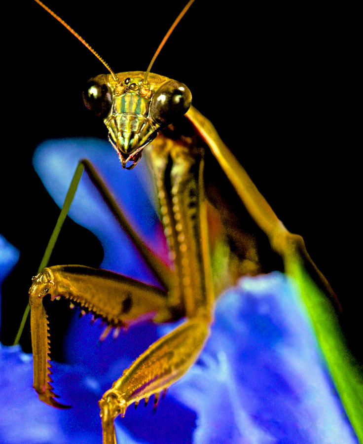 Flower Photograph - Closeup Macro Of The Praying Mantis by Leslie Crotty