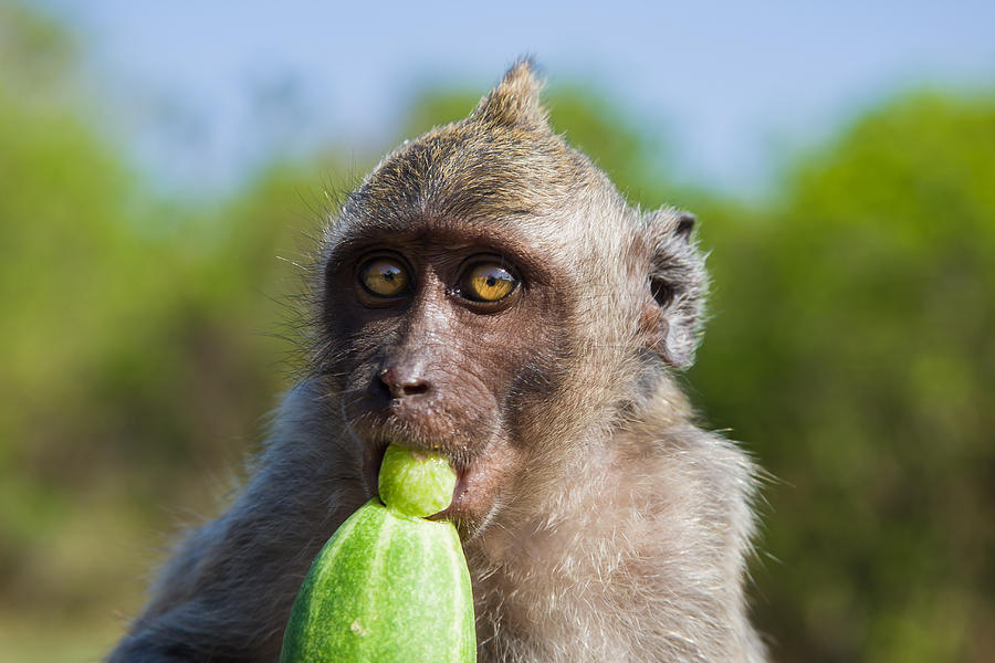 Jungle Photograph - Closeup Monkey Eating Cucumber by Nila Newsom
