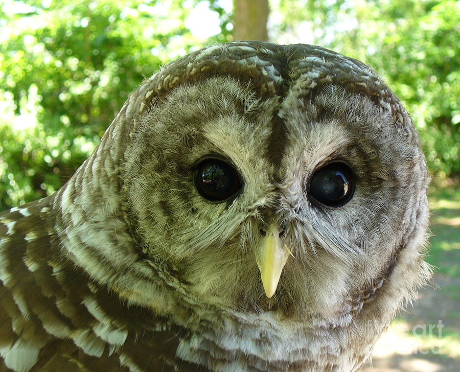 Closeup of A Barred Owl Photograph by Lingfai Leung