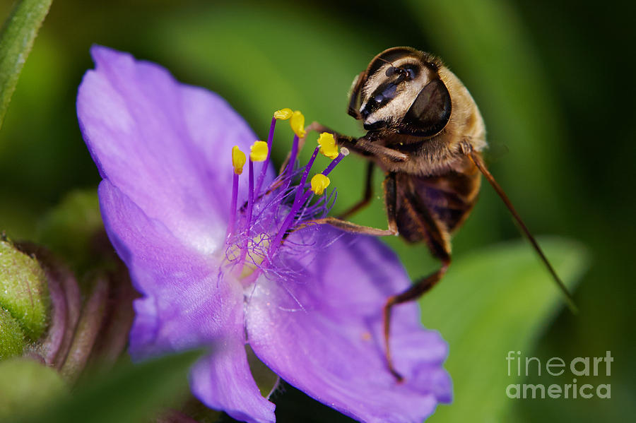 Closeup Of A Bee On A Purple Flower Photograph