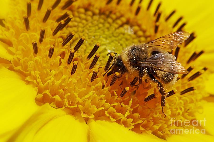 Closeup of a bee on a sunflower Photograph by Nick  Biemans