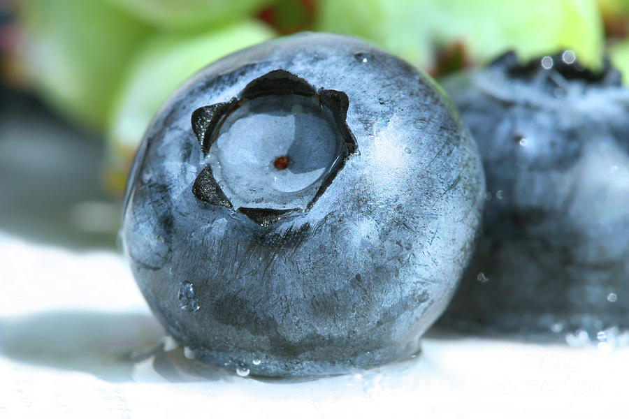 Closeup of a blueberry Photograph by Sandra Cunningham