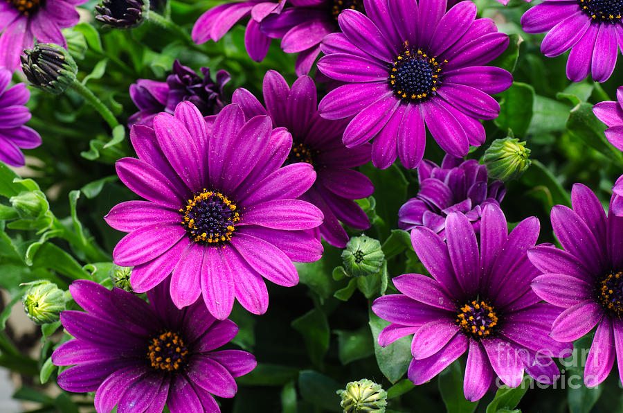 Daisy Photograph - Closeup of a bouquet purple dasies by Kennerth and Birgitta Kullman