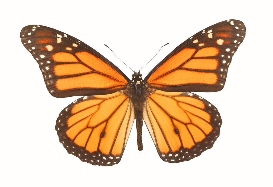 Closeup Of A Butterfly Photograph