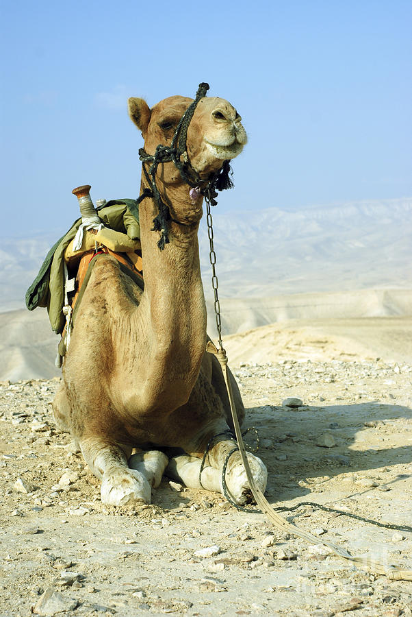 Closeup of a camel Photograph by Shay Fogelman