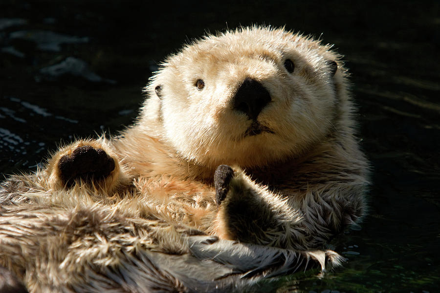 Closeup Of A Captive Sea Otter Making Photograph by Tim Laman