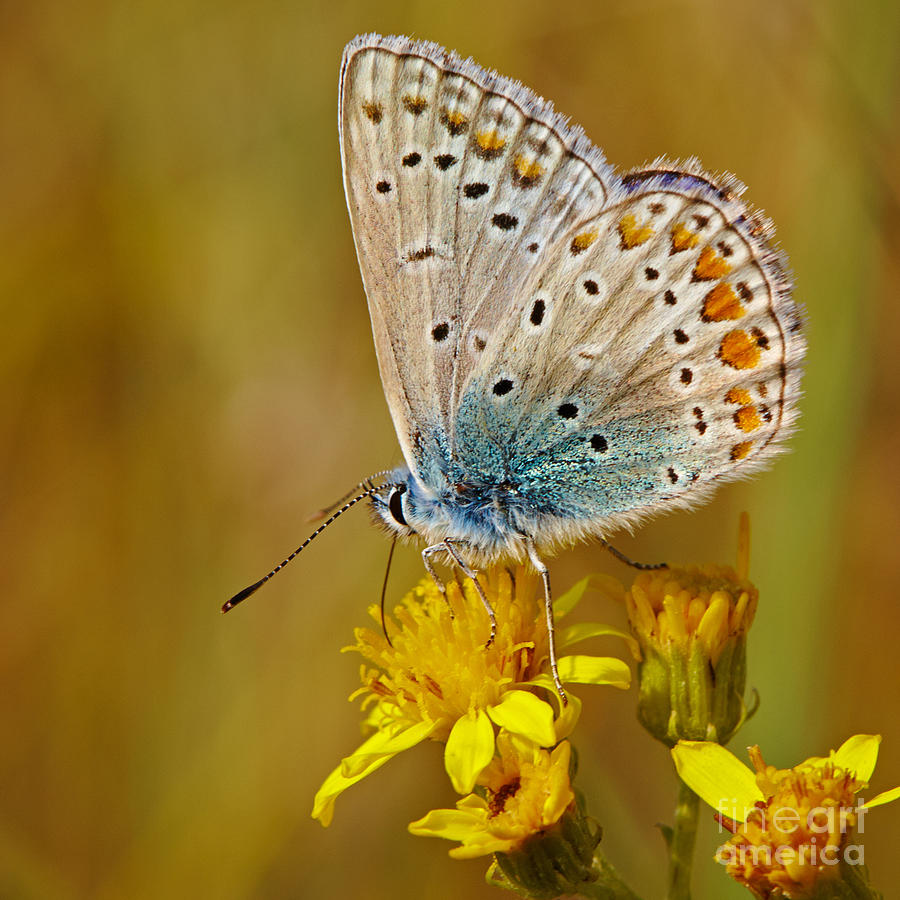 Closeup of a Common Blue butterfly Photograph by Nick  Biemans