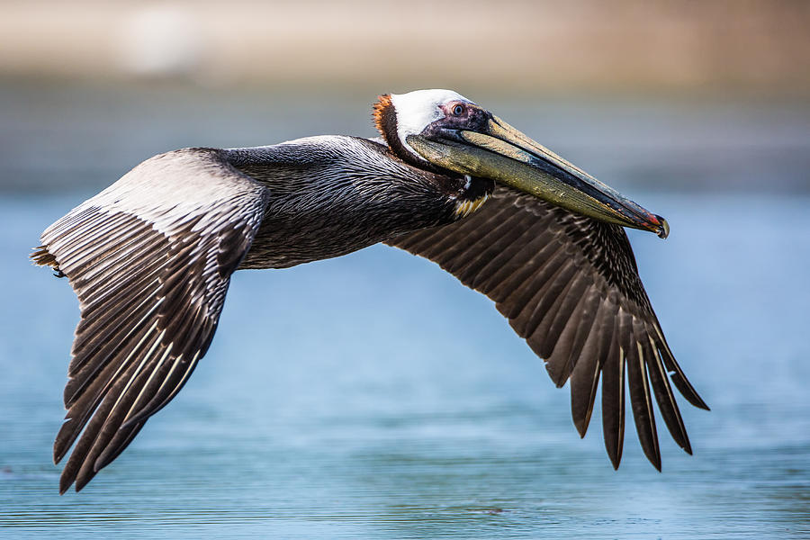 Closeup of a Flying Brown Pelican Photograph by Andres Leon