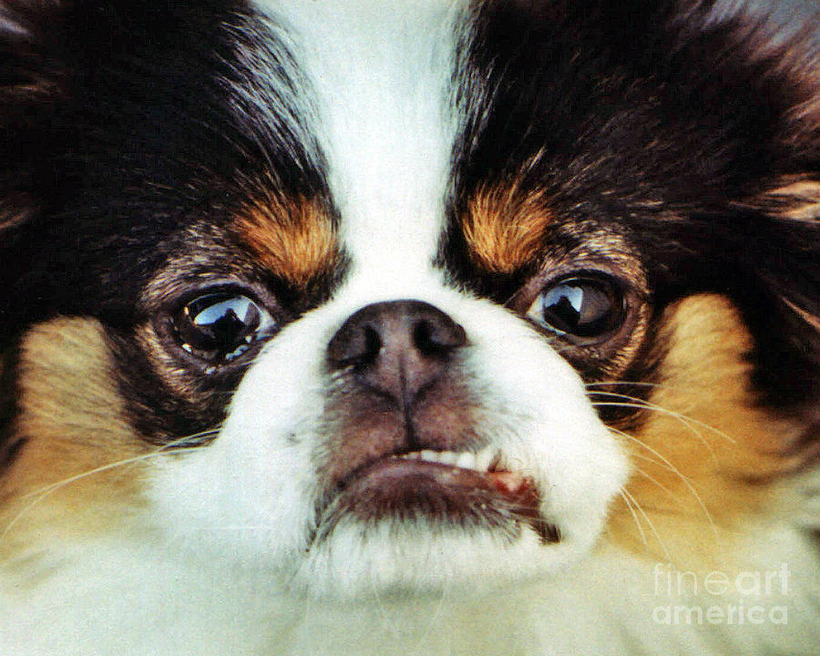 Closeup of a Japanese Chin Dog Photograph by Jim Fitzpatrick