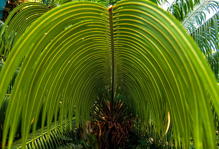 Closeup Of A Palm Tree Leaf Photograph by Alex Grichenko