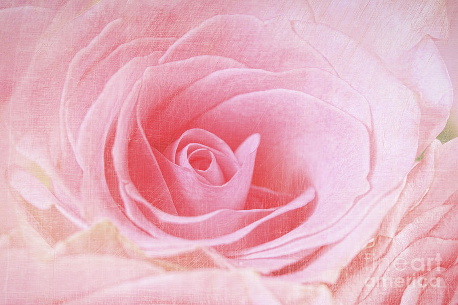 Nature Photograph - Closeup of a pink rose  by Sandra Cunningham