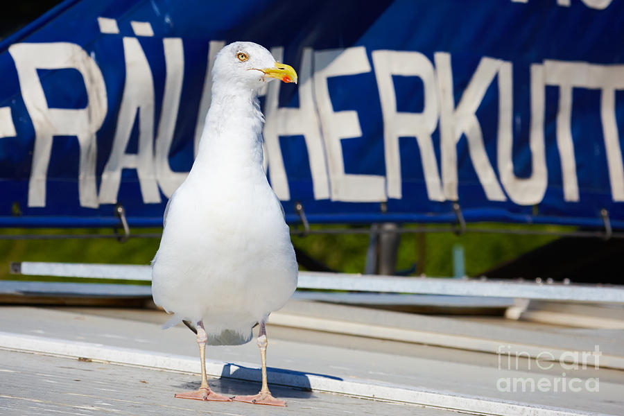 Closeup of a Seagull on a fisher boat  Photograph by Nick  Biemans