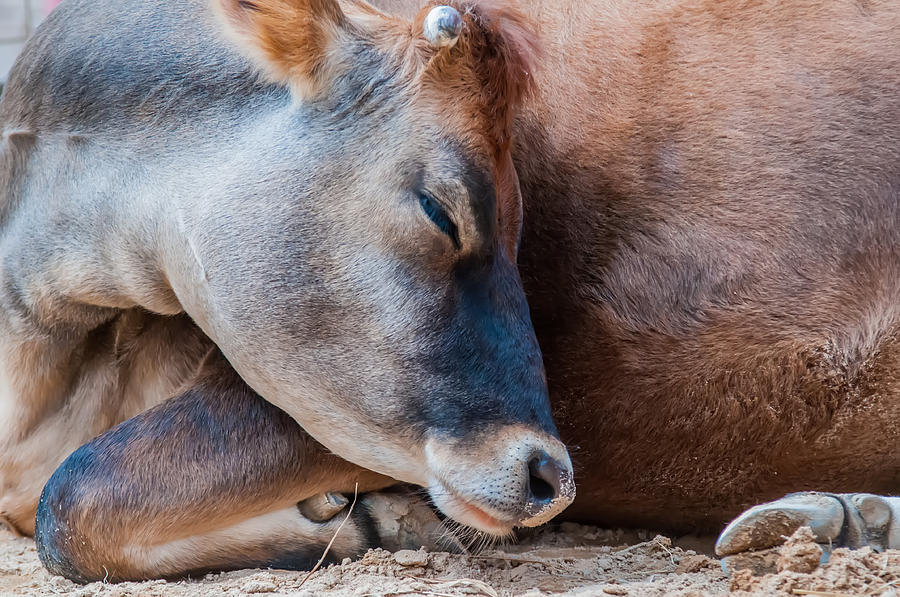 Closeup Of A Sleeping Cow At Rest Photograph by Alex Grichenko