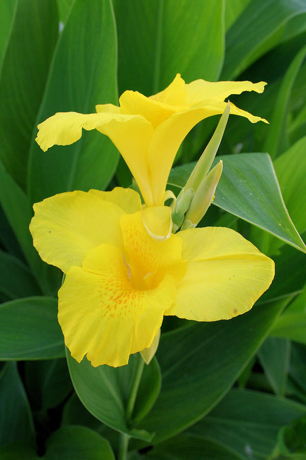 Lily Photograph - Closeup Of A Tropical Yellow Canna Lily by Taiche Acrylic Art