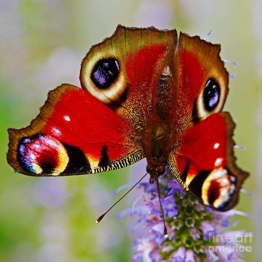 Closeup of an European Peacock butterfly  Photograph by Nick  Biemans