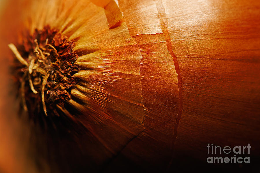 Closeup of an Onion  Photograph by Nick  Biemans