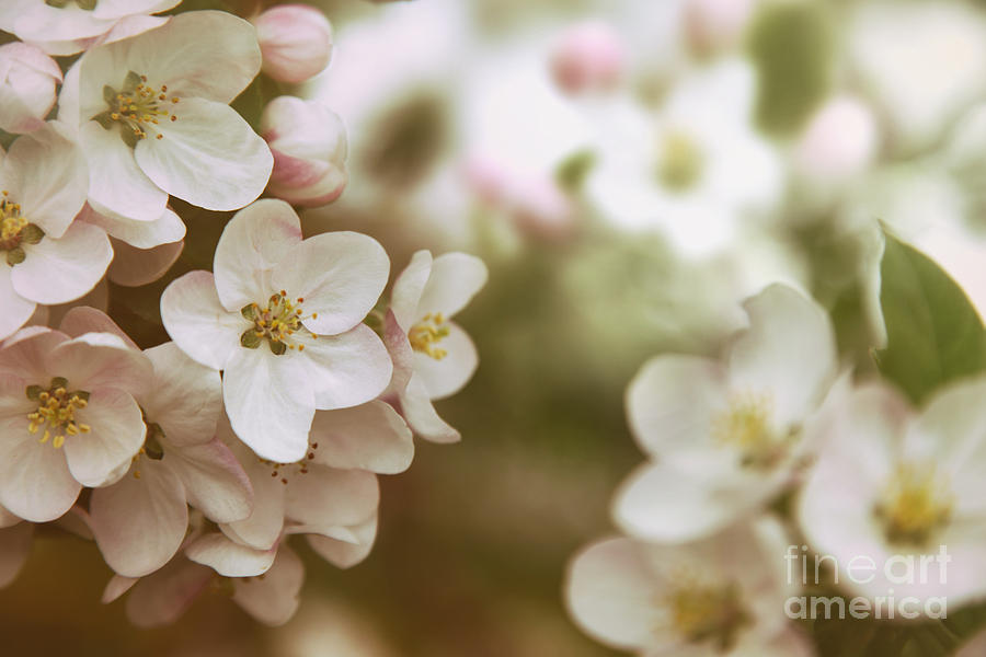 Closeup of apple blossom flowers with vintage color filters Photograph by Sandra Cunningham