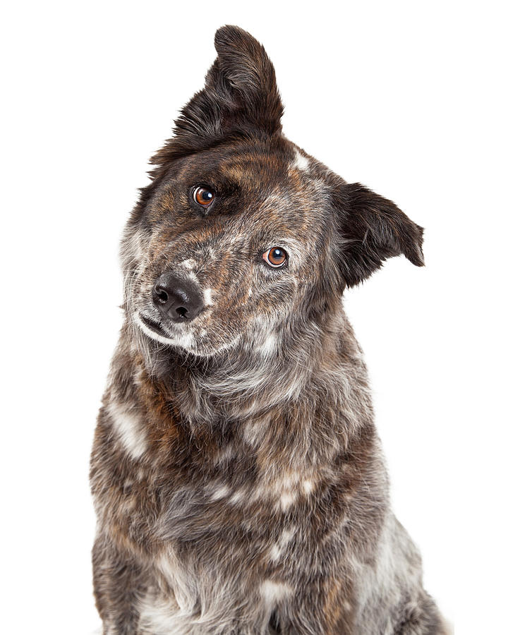 Animal Photograph - Closeup of Australian Shepherd Mix Breed Dog by Good Focused