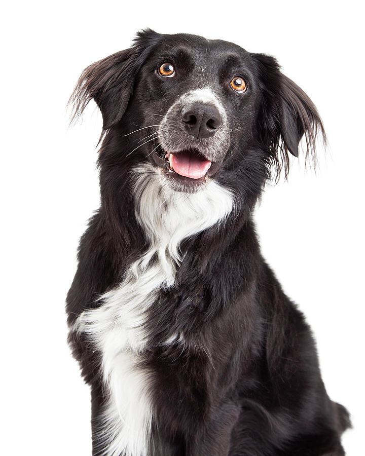 Animal Photograph - Closeup of Border Collie Mix Breed Dog by Good Focused