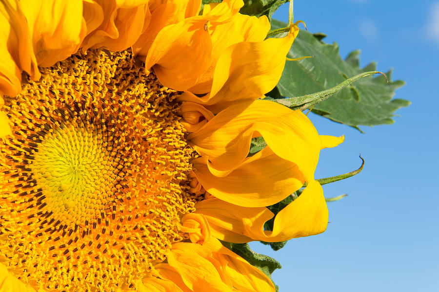 Closeup of Bright Sunflower with Blue Sky Photograph by Tony Hake