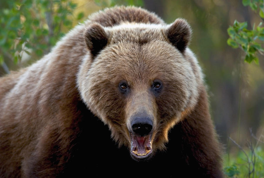 Wildlife Photograph - Closeup Of Brown Bear Yukon Territory by John Hyde