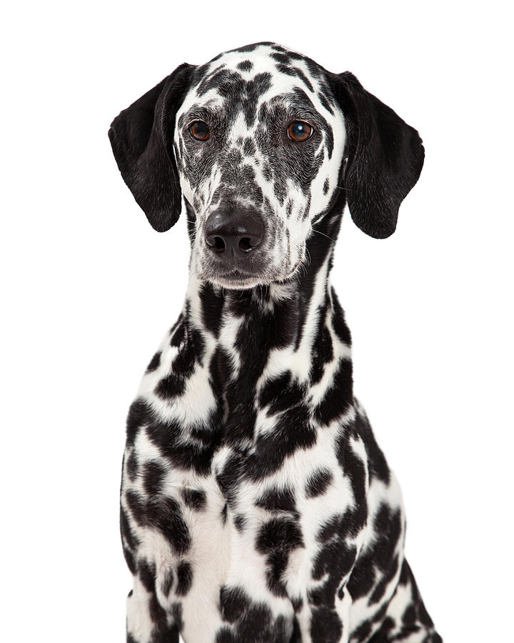 Closeup Of Dalmatian Dog Photograph by Good Focused