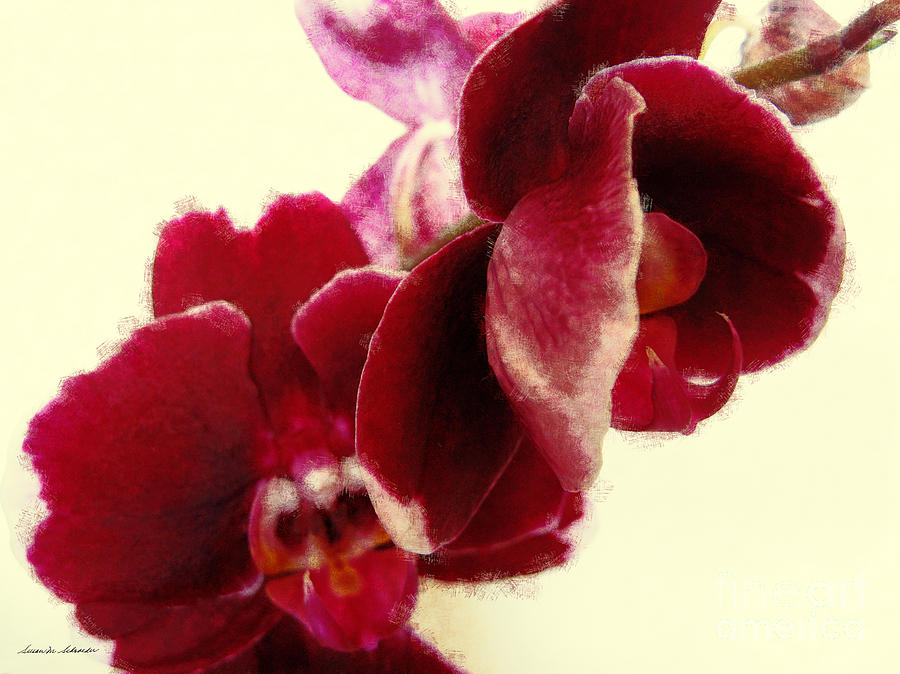 Closeup of Flowering Burgundy Orchid by Susan Schroeder Closeup of Flowering Burgundy Orchid by Susan Schroeder