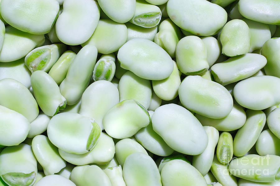 Vegetable Photograph - Closeup of fresh fava beans by Gaspar Avila