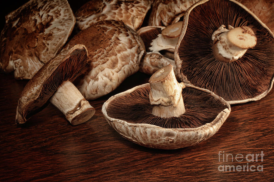 Mushroom Photograph - Closeup of fresh portobello mushrooms by Sandra Cunningham