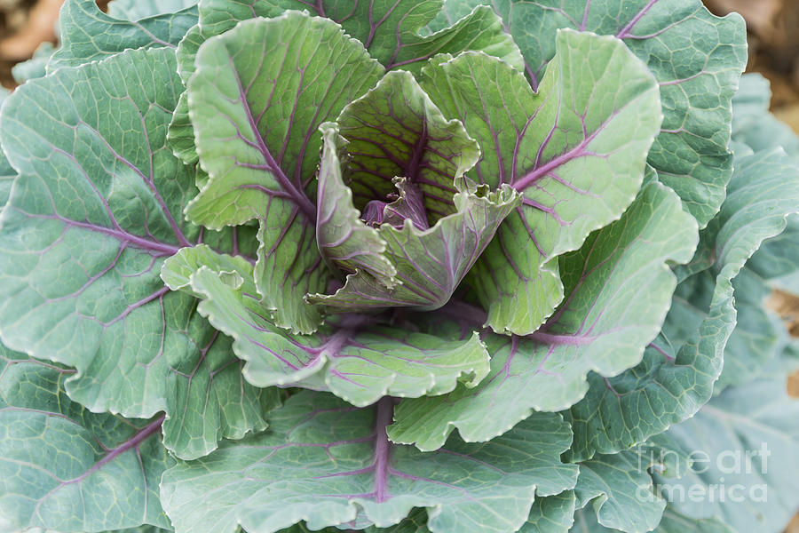Closeup of green cabbage Photograph by Tosporn Preede