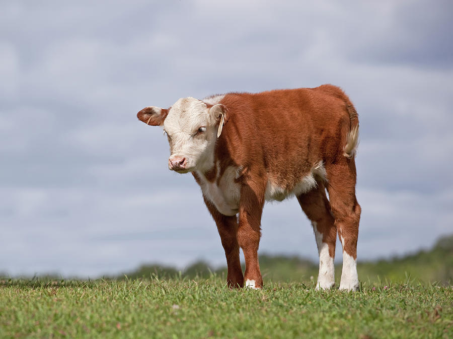 Closeup Of Hereford Calf Standing In Photograph by Emholk