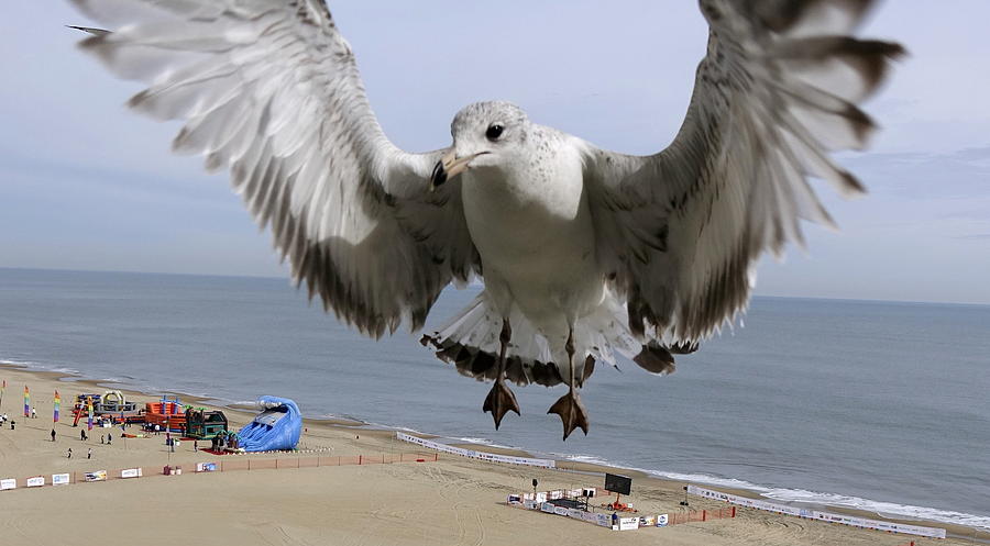 Closeup Of Hovering Seagull Photograph by Rick Rosenshein