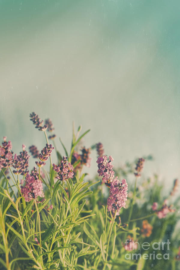 Flower Photograph - Closeup of lavender flowers with vintage color  by Sandra Cunningham