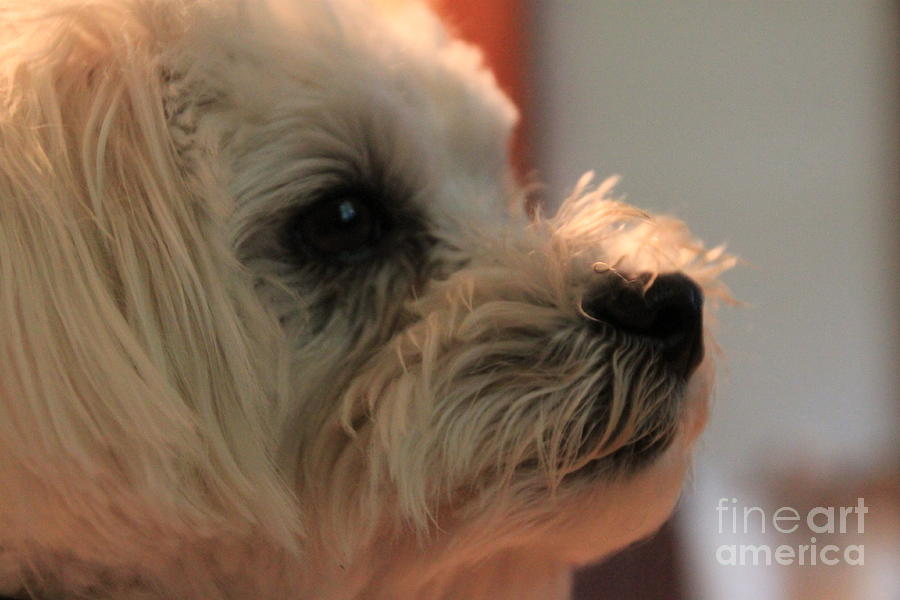 Dog Photograph - Closeup of Misu the Maltese by Jennifer E Doll