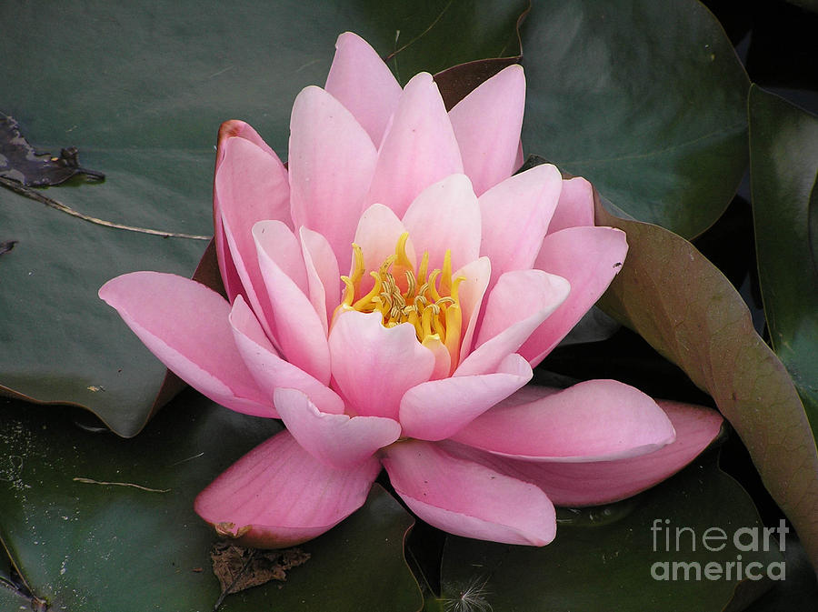 Lily Photograph - Closeup of pink waterlily in a pond by K Ivarsson