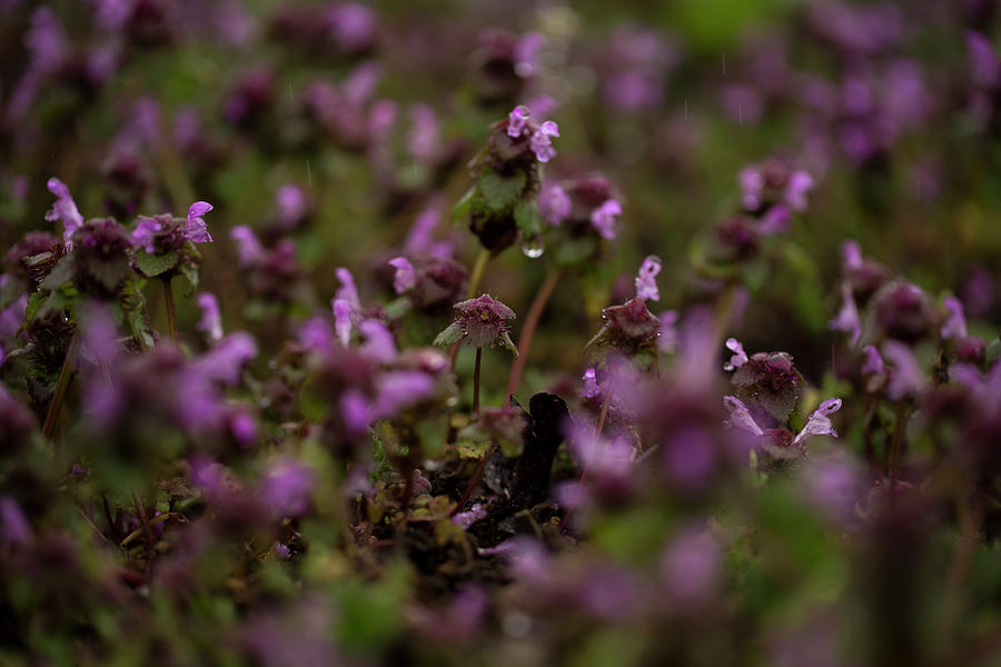 Closeup Of Purple Flowers On A Rainy Photograph by Sebastian Kujas Closeup Of Purple Flowers On A Rainy Photograph by Sebastian Kujas