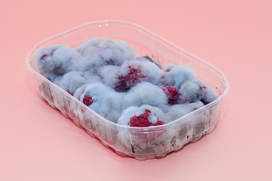 Closeup of rotten moldy raspberry in plastic box isolated on pink Photograph by Kira-Yan