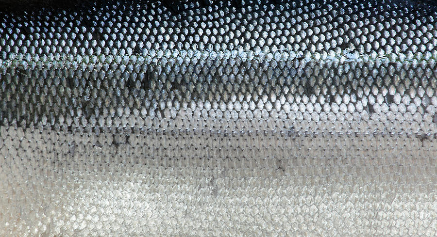Closeup of salmon skin background Photograph by Temmuzcan
