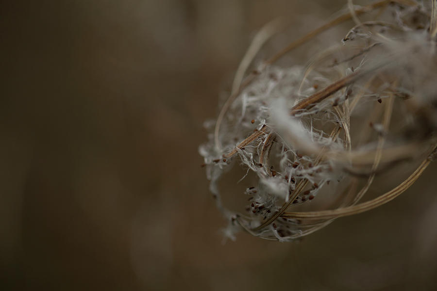 Nature Photograph - Closeup Of Small Hairy Seeds. Rhoen by Sebastian Kujas