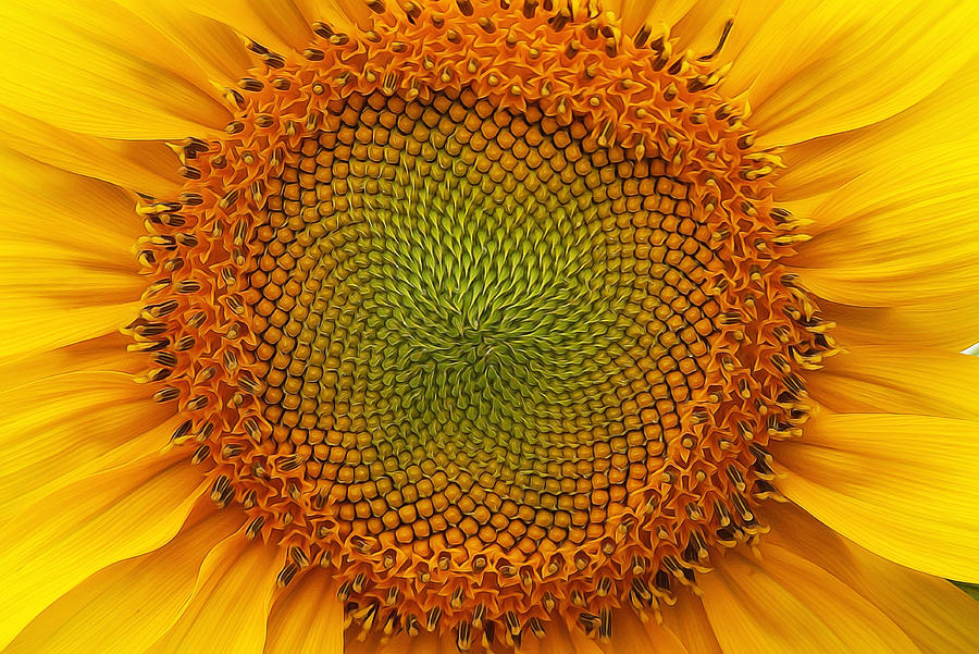 Closeup of Sunflower Photograph by Alan Hutchins
