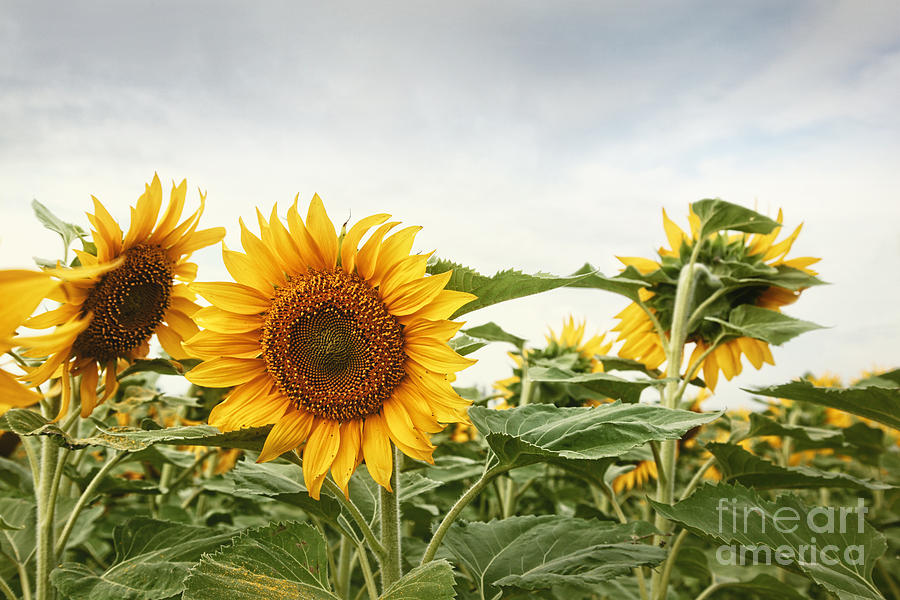 Closeup of sunflower field Photograph by Sandra Cunningham