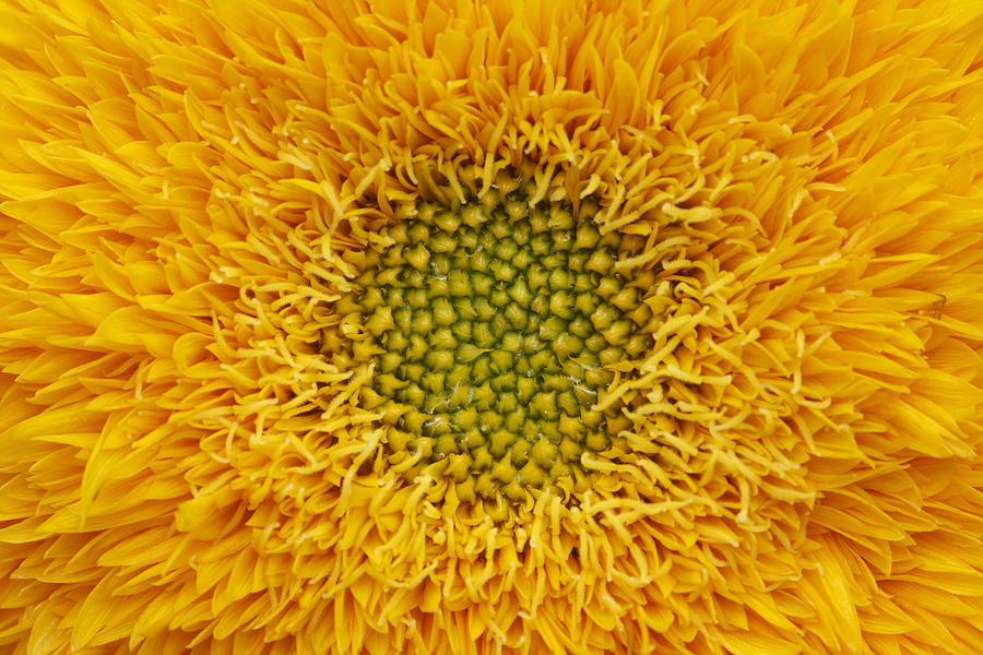 Sunflower Photograph - Closeup of sunflower by Nelson Peng