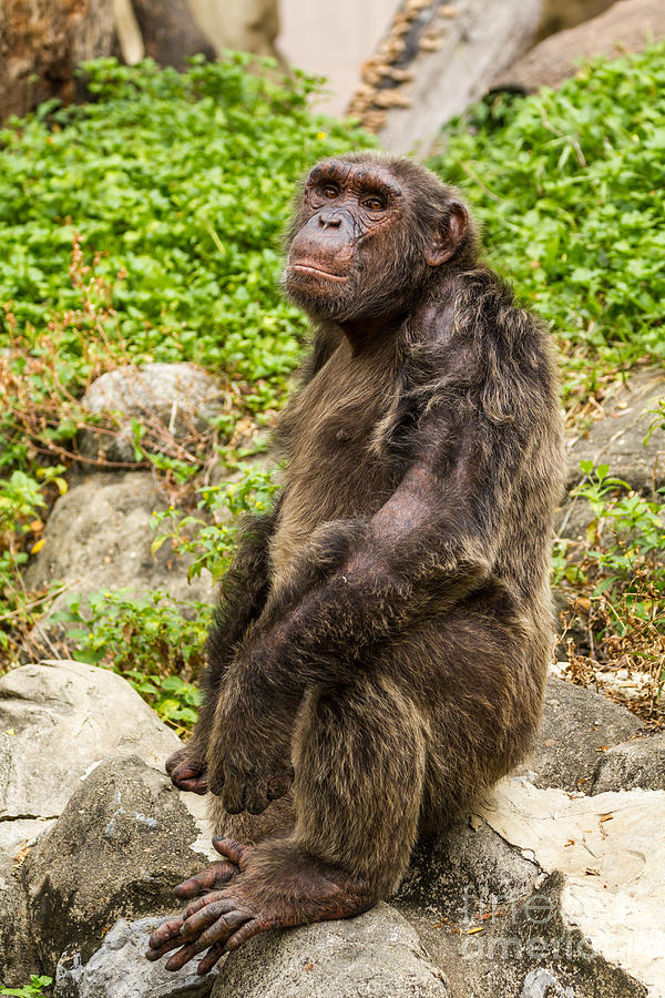 Closeup on chimpanzee Photograph by Tosporn Preede