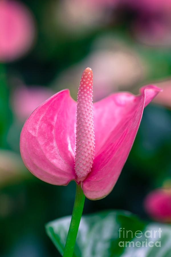 Flamingo Photograph - Closeup on spadix flower. by Tosporn Preede