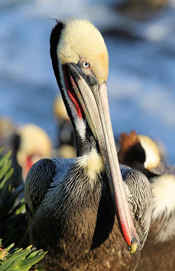 Closeup Pelican Photograph by Jane Girardot