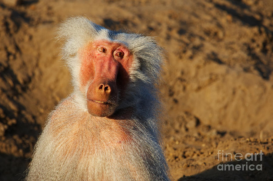 Wildlife Photograph - Closeup portrait of a Baboon by Nick  Biemans
