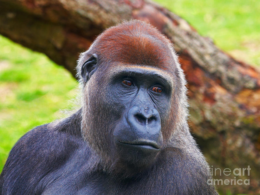 Wildlife Photograph - Closeup portrait of a Gorilla by Nick  Biemans